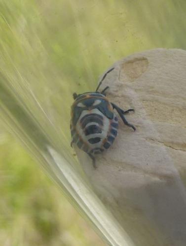 Eurydema ornata